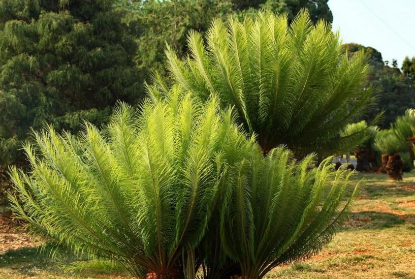 蘇鐵有哪些價(jià)值作用，極具觀賞價(jià)值和食用價(jià)值