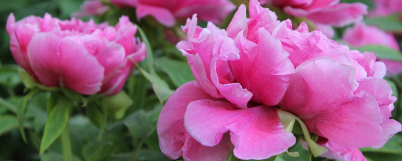 牡丹夏天開(kāi)花嗎