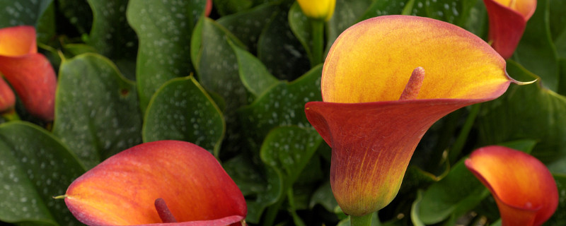 馬蹄蓮插花瓶能養(yǎng)多久