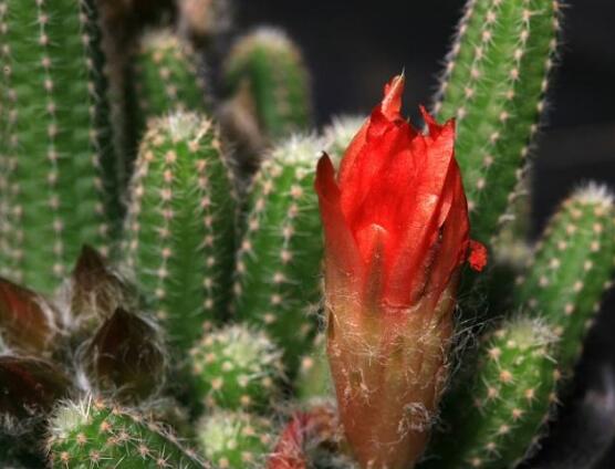 好看的仙人掌圖片欣賞，純天然氧吧，釋放氧氣