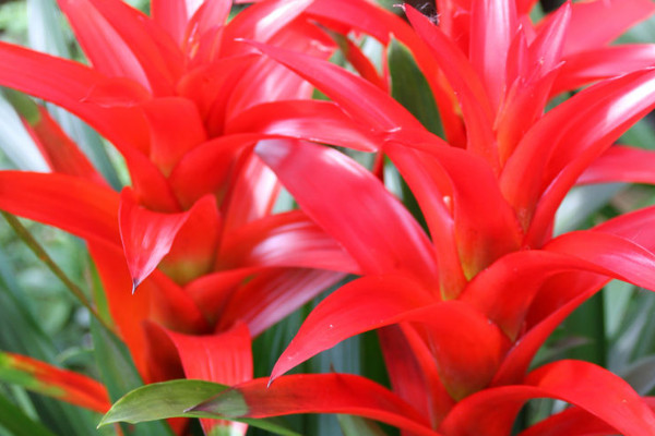 鴻運(yùn)當(dāng)頭幼苗幾年開花