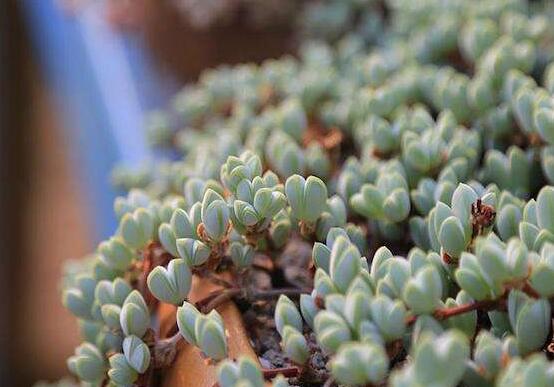 碧玉蓮葉子發(fā)黃變軟怎么辦，教你四種原因以及解決辦法