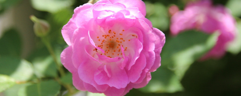 薔薇花和玫瑰的區(qū)別