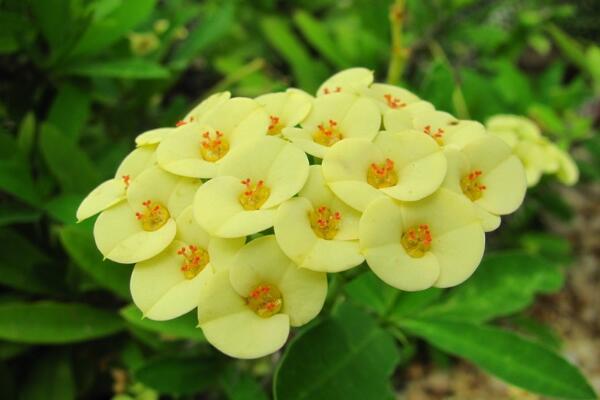 虎刺梅有毒嗎，全株有毒、汁液毒性較強(qiáng)