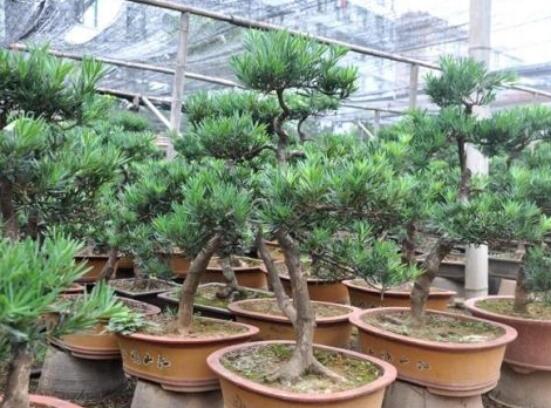 小葉羅漢松的養(yǎng)殖方法，老農(nóng)總結(jié)八大簡單易學(xué)的養(yǎng)殖技巧