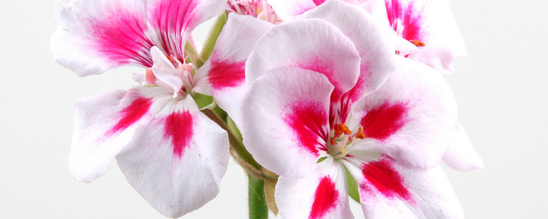 天竺葵冬天怎么養(yǎng)