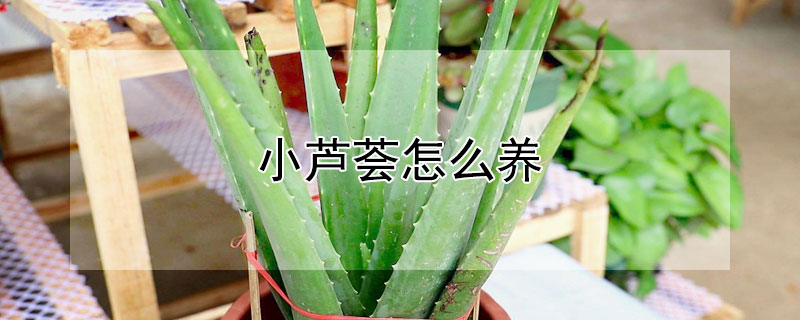 小蘆薈怎么養(yǎng)