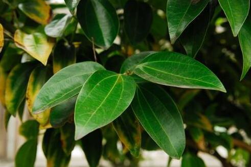 為什么平安樹葉子下垂，澆水過量和酸堿度不平衡造成的