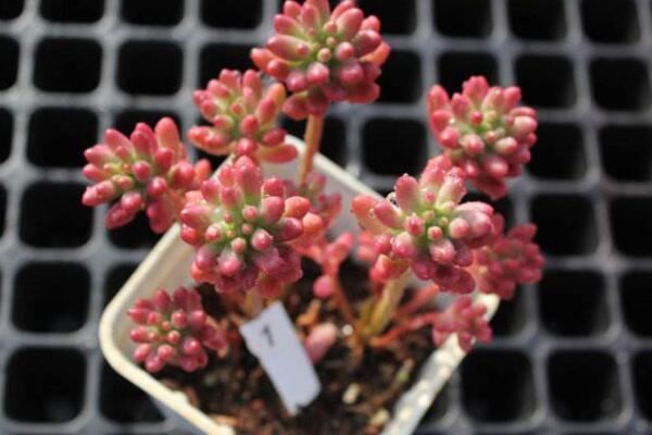 寶石花光照和溫度處理，夏季遮陰冬季向陽(yáng)