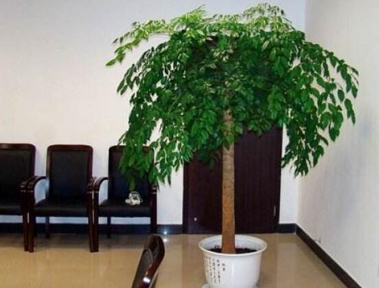 幸福樹(shù)葉子一碰就掉，教你四種原因以及解決方法