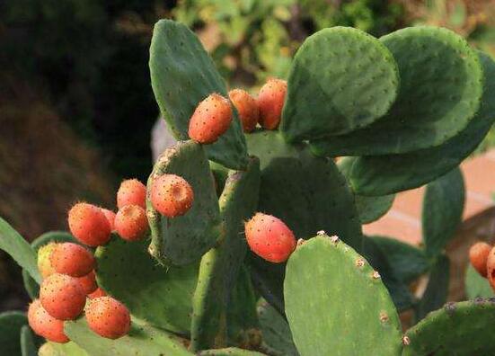 仙人掌的果實(shí)能吃嗎，不僅能吃果實(shí)還能美容養(yǎng)顏