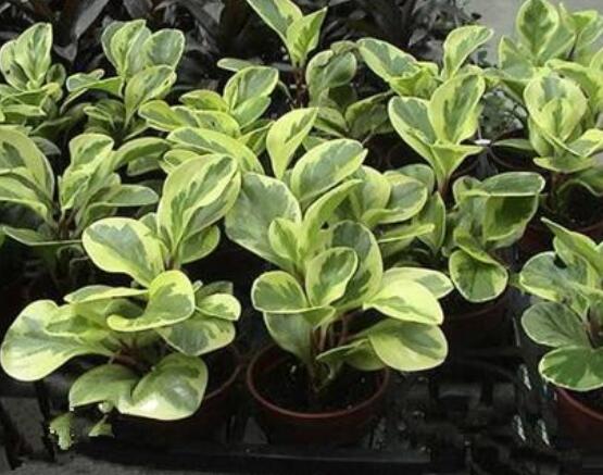 紫邊碧玉椒草的養(yǎng)殖方法和注意事項嗎，老農(nóng)教你六大基本養(yǎng)殖方法