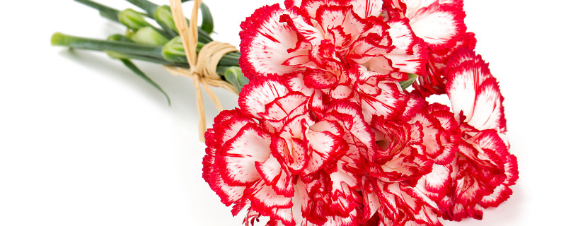 康乃馨每天澆幾次水