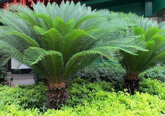 鐵樹什么時(shí)候長(zhǎng)新葉，每年春秋時(shí)分生長(zhǎng)出2-3輪新葉