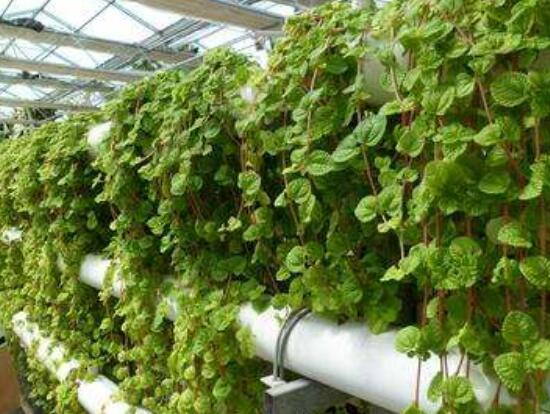 小葉常春藤的養(yǎng)殖方法，教你八個(gè)簡單易學(xué)基本方法