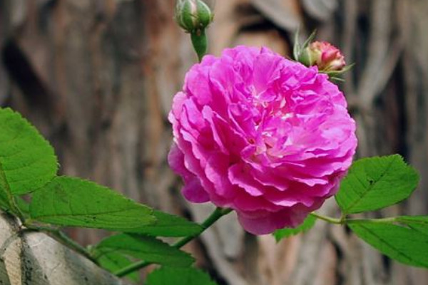 薔薇花為什么不長了