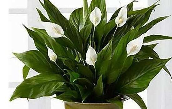 盆栽一帆風順怎么養(yǎng)，教你八個方法便可爆盆