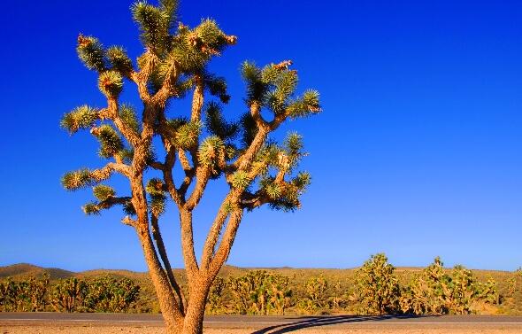 仙人掌為什么會(huì)長刺，為了減少蒸騰作用保持自身水分