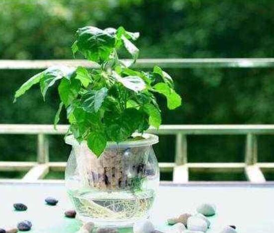 幸福樹水生根技巧，做好四點步驟即可水培爆盆