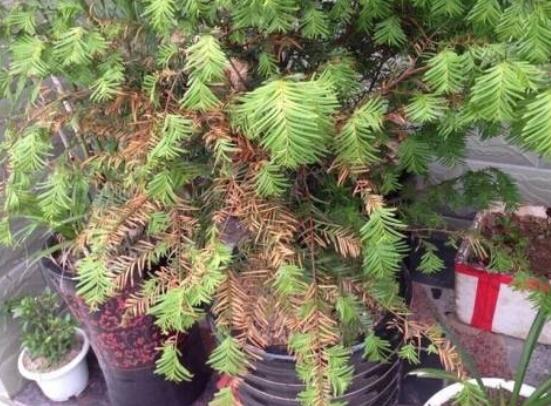 紅豆杉葉子干枯怎么辦，教你最有效三種解決方法