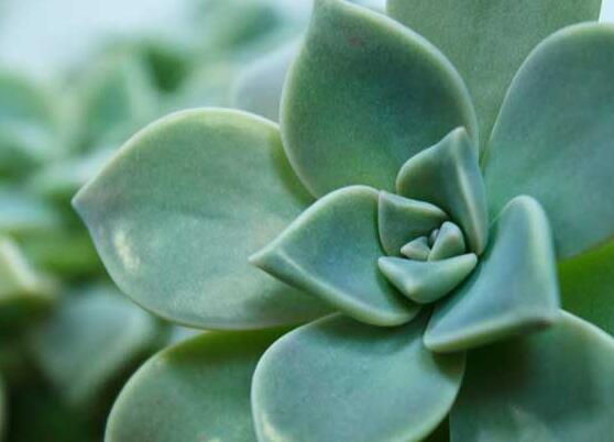 寶石花怎樣養(yǎng)才能長得快，做好四個(gè)要點(diǎn)生長的青翠欲滴