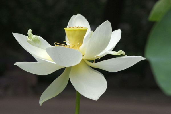 盆栽荷花的種植方法和注意事項(xiàng)