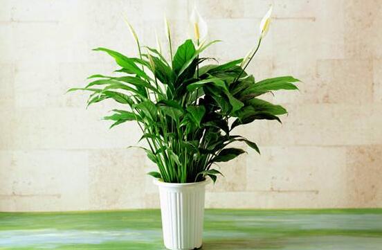 一帆風(fēng)順能澆淘米水嗎，做好這三點(diǎn)使盆土更加肥沃(能澆)