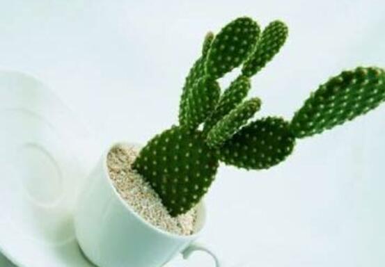 仙人掌變黃的原因是什么，四種原因以及解決方法