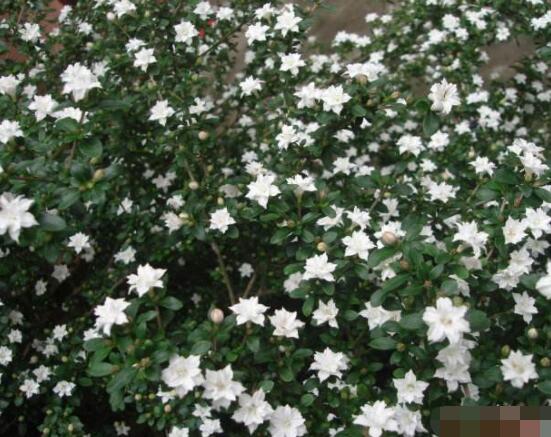 六月雪養(yǎng)殖技術，老農(nóng)總結(jié)六點必要養(yǎng)護方法(枝葉翠綠)