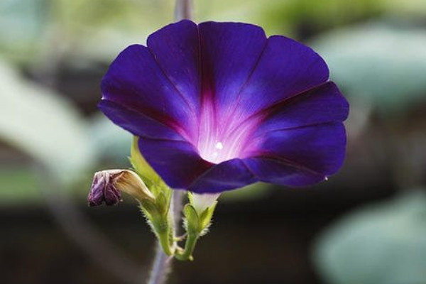 牽?；ㄈ~子黃了是怎么回事