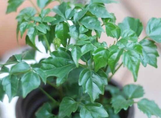 幸福樹怎么繁殖，教你三種繁殖方法(播種/壓條/扦插)