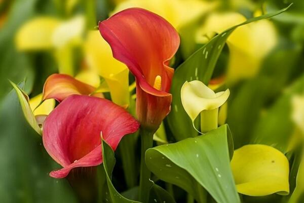 彩色馬蹄蓮為什么不能復(fù)花，復(fù)花難度大、管理方法不當(dāng)