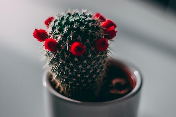 仙人球開(kāi)花時(shí)間，全年都能開(kāi)花但需要細(xì)心的養(yǎng)護(hù)