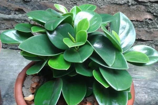 綠植紅碧玉怎么養(yǎng)，碧玉綠植適合室內(nèi)養(yǎng)嗎