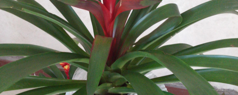 鴻運(yùn)當(dāng)頭的葉杯是哪個(gè)地方