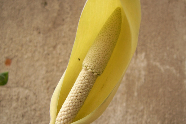 滴水觀音有多少個(gè)品種