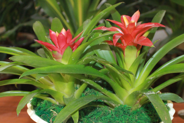 鴻運(yùn)當(dāng)頭花剪掉了怎么不長(zhǎng)了