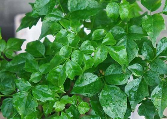 幸福樹(shù)葉子干枯怎么回事，四種原因以及解決辦法