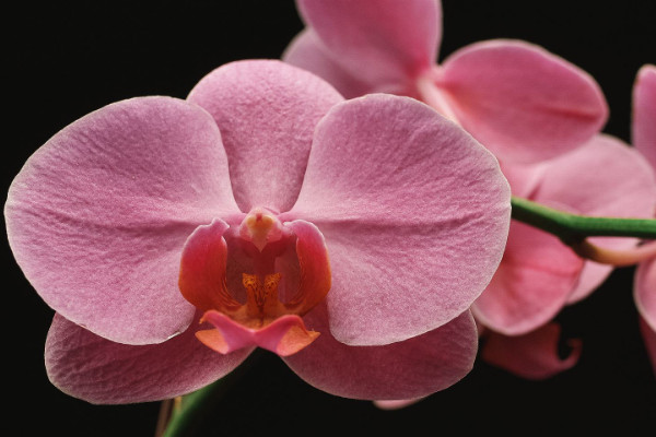 蝴蝶蘭的根部長側(cè)芽如何處理