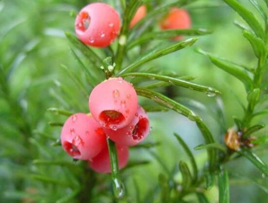 紅豆杉怎么繁殖，紅豆杉繁殖方法