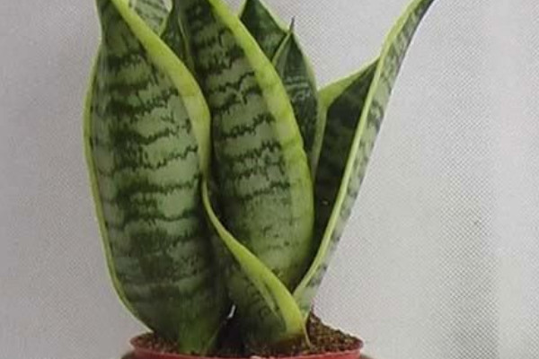 虎皮蘭開(kāi)花后怎么處理