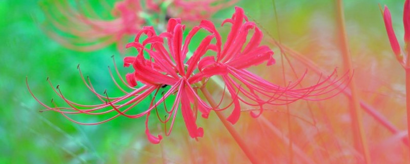 春天種彼岸花要多久才發(fā)芽