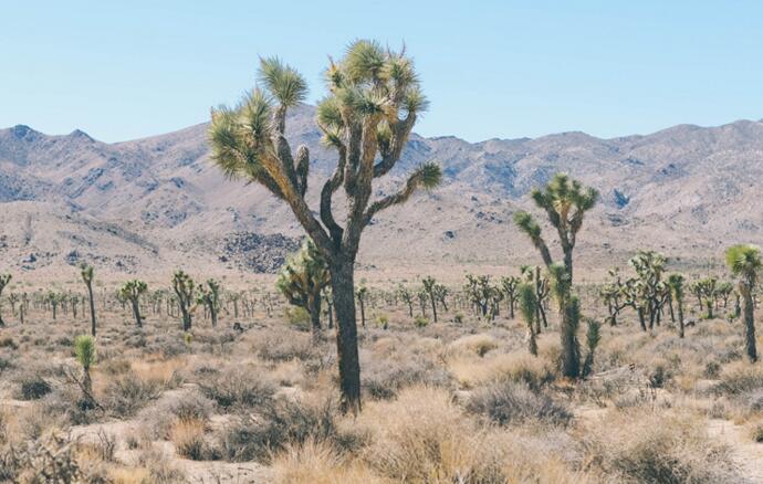 仙人掌的用途，電腦工作者的福音