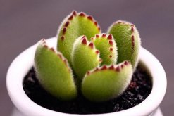 熊童子葉子發(fā)黃怎么辦，可能由以下4種原因?qū)е? data-QvkE=