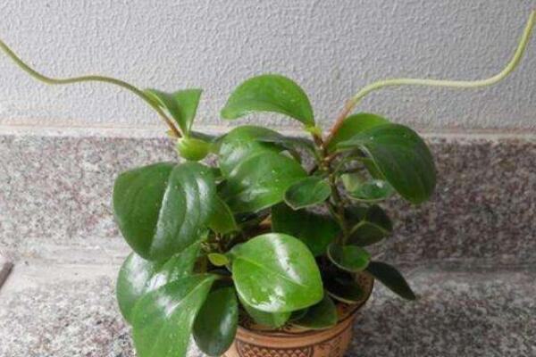 碧玉花開花嗎，每年開花兩次