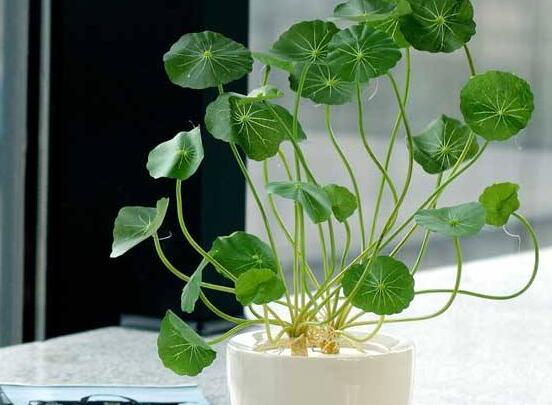 銅錢草放在臥室好嗎，寓意著家有銅錢、財源滾滾