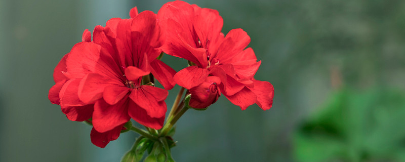 天竺葵秋冬季怎么養(yǎng)護