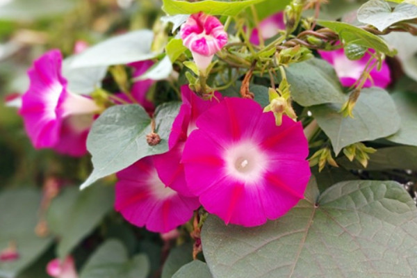 牽?；槭裁礇](méi)開(kāi)花就焉了