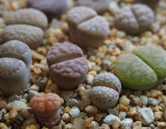 生石花怎么養(yǎng)長得快，老農(nóng)總結(jié)五個快速生長好方法