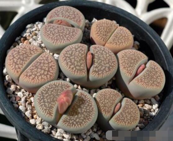 生石花夏天發(fā)皺，保持散射光環(huán)境/盆土疏松透氣